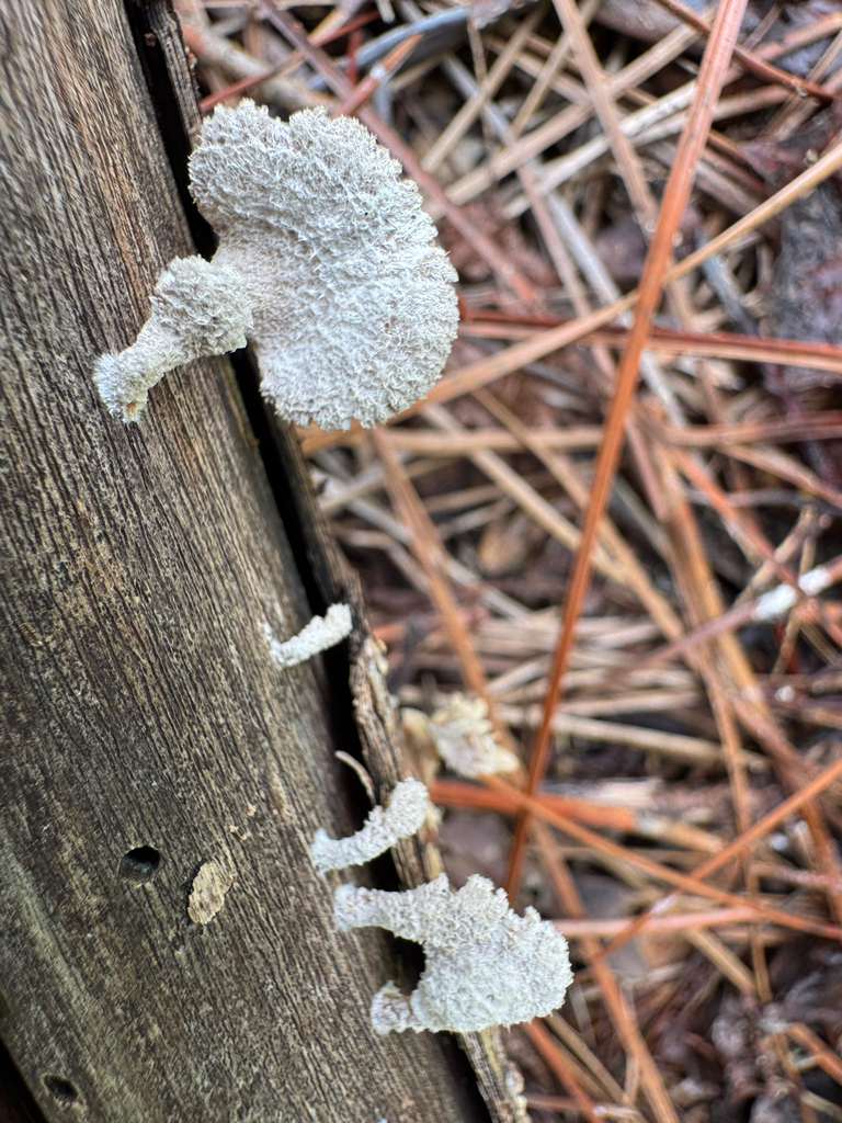 splitgill mushroom · September 2026 · photo: Photo: (c) Karen Guin, some rights reserved (CC BY) · iNaturalist