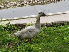 Anas platyrhynchos domesticus