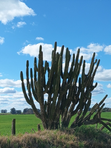Andes organ pipe cactus