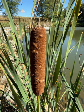 broadleaf cattail