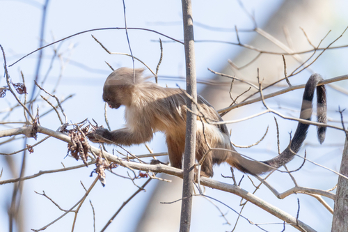Black-tailed Marmoset