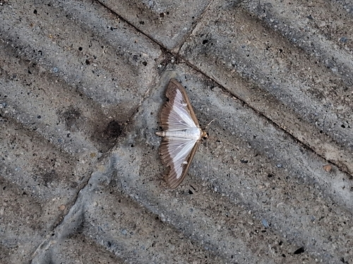 Box Tree Moth