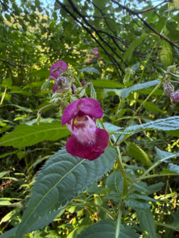 Himalayan balsam