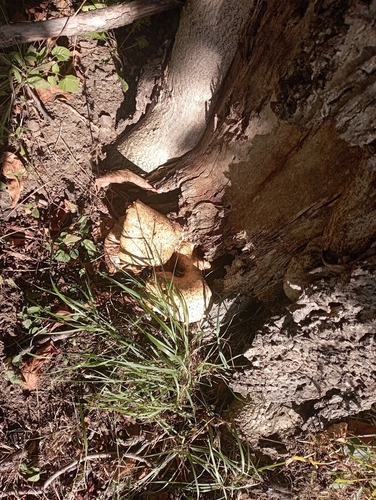 Dryad's Saddle