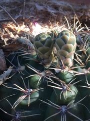 Gymnocalycium