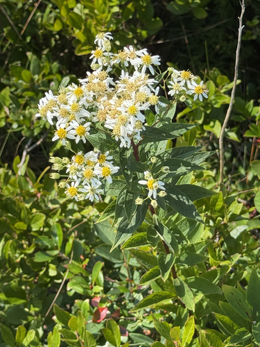 flat-top white aster