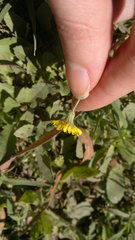 Crepis sancta