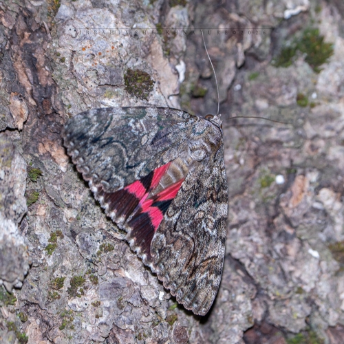 Catocala dilecta