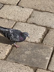 Columba livia domestica