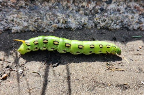 White-lined Sphinx