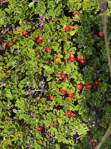 bearberry