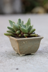 Faucaria