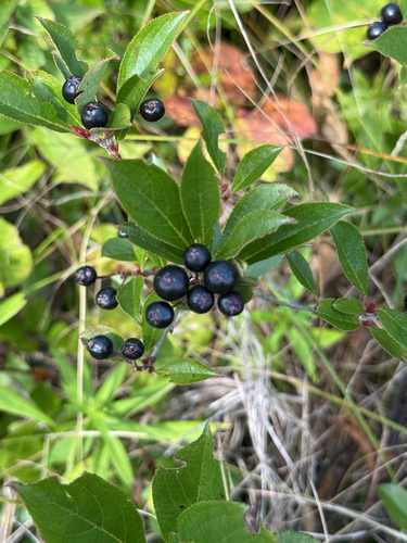 black chokeberry