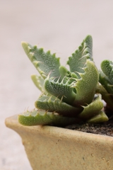 Faucaria