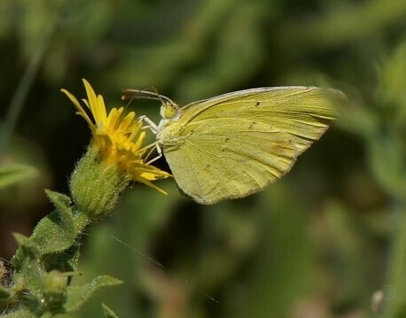 Little Yellow