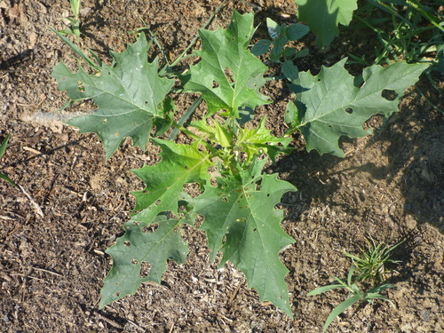 jimsonweed