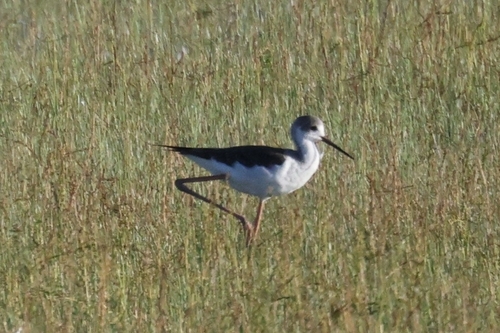 iNaturalist image