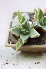 Faucaria