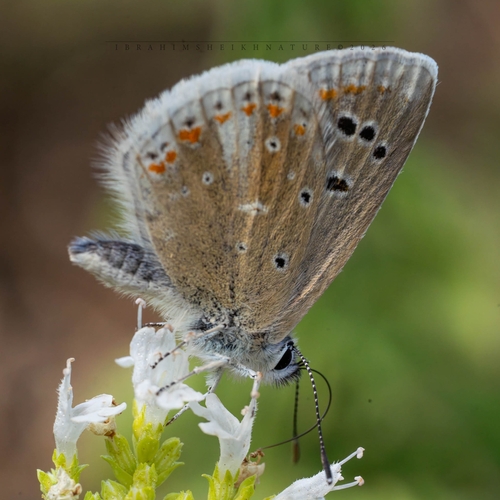 Polyommatus atlantica