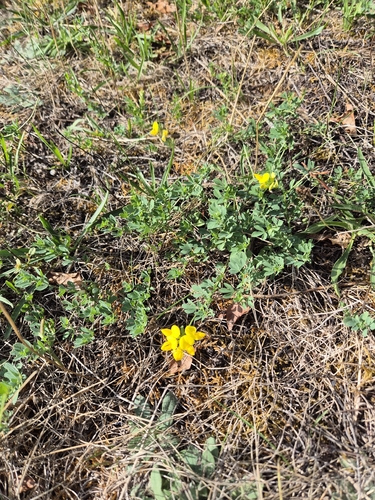 bird's-foot trefoil