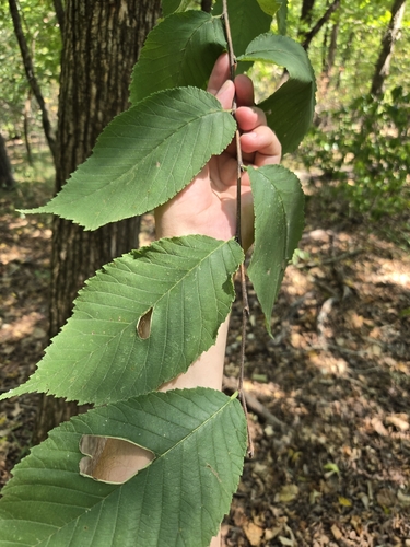 slippery elm