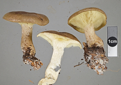 Leucopaxillus eucalyptorum