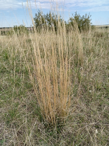 Bromus erectus observed 2026-09-07