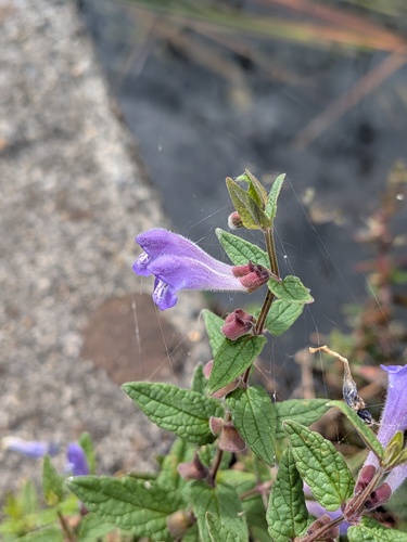 Marsh Skullcap
