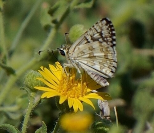 Common Checkered-Skipper