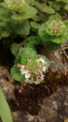 Teucrium pyrenaicum