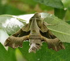 Proserpinus proserpina