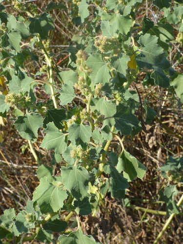 common cocklebur