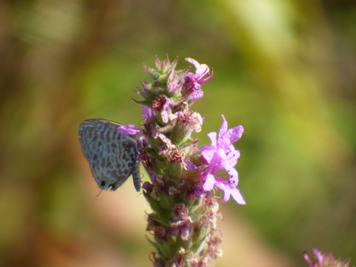 Lang's Short-tailed Blue