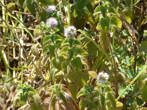 watermint