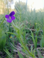 Viola disjuncta