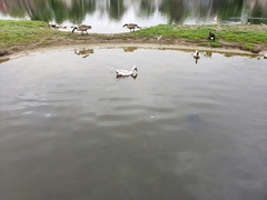 Anas platyrhynchos domesticus