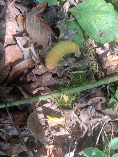 North American Luna Moth