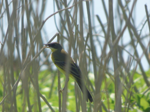 Western Yellow Wagtail