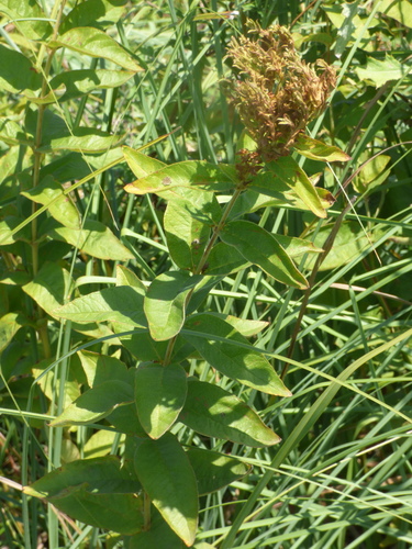 Yellow Loosestrife