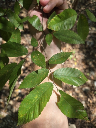 Winged Elm
