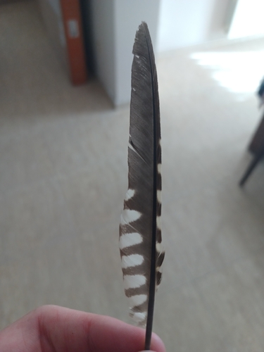Plume de Pic de Sharpe