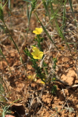 Linum tauricum