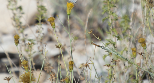 Porophyllum scoparium