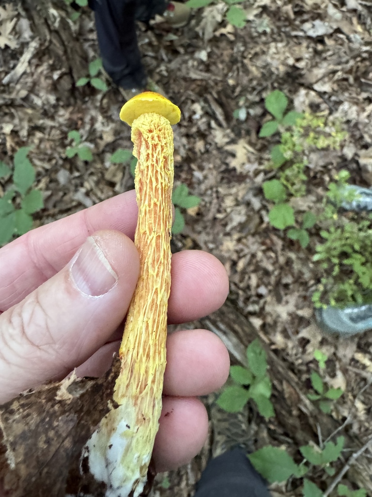 shaggy-stalked bolete · September 2026 · photo: Photo: (c) Jeff Clark, some rights reserved (CC BY) · iNaturalist