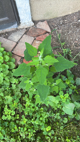 Common Lambsquarters