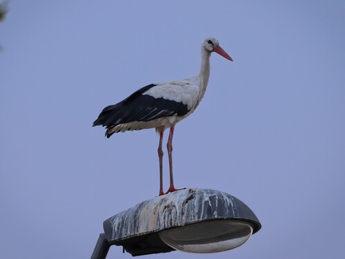 iNaturalist image