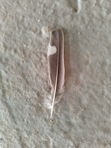 Plume de Hirondelle rustique
