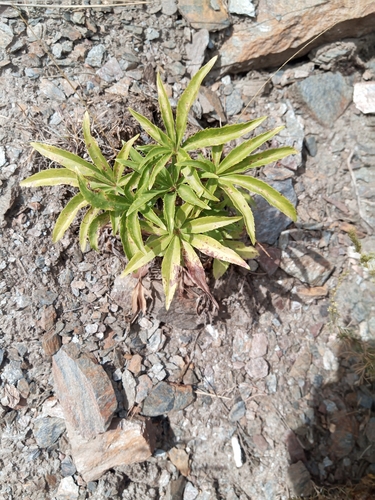 Stinking hellebore
