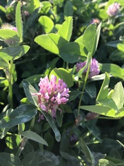 Trifolium pratense