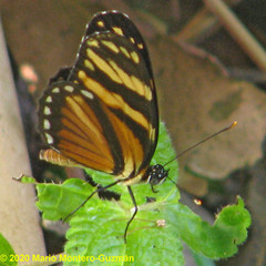 Eresia ithomioides alsina